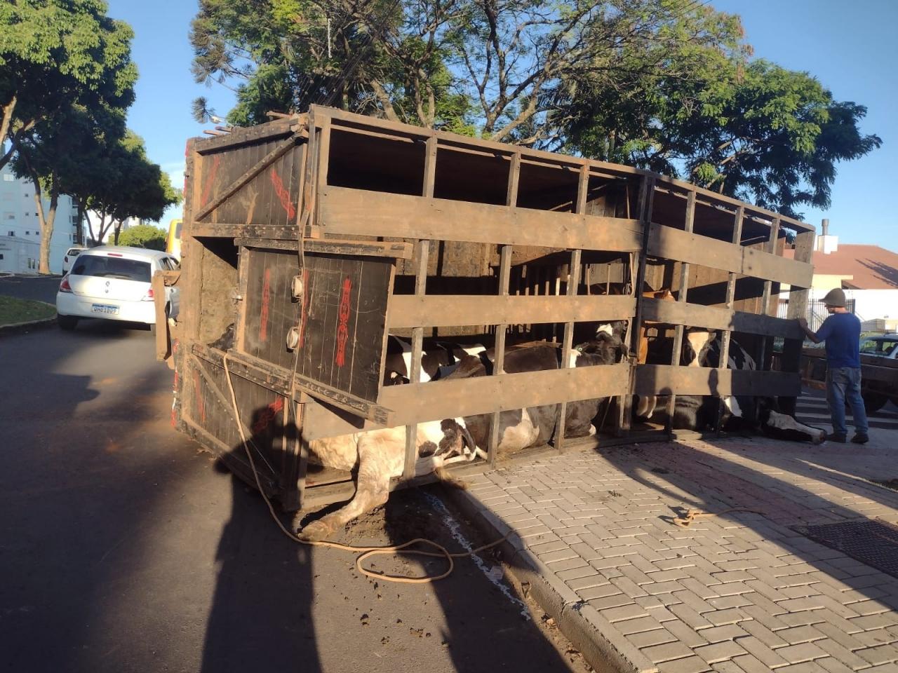 Foto: Polícia Militar de Chapecó | Divulgação.