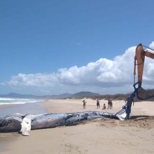  Foto: Mariana Carvalho