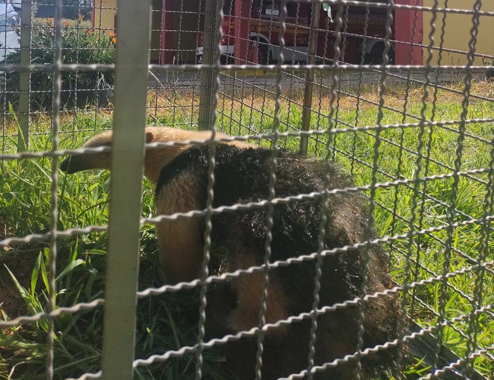 Foto: Bombeiros de Bom Jardim da Serra