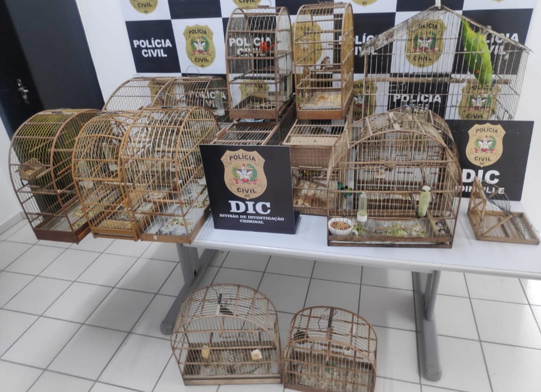 Foto: Polícia Civil | Divulgação