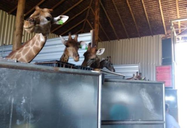 Animais estavam trancados em um galpão. Foto: PF, Reprodução 