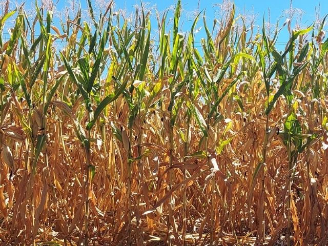 A estiagem iniciou quando as lavouras de milho estavam em fase de floração, período sensível à falta de umidade no solo (Foto: Epagri/Cepa)