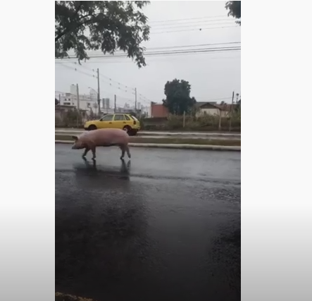 Foto: Chapecó Mil Grau