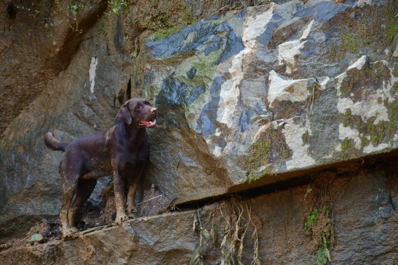 Cães catarinenses já localizaram sete vítimas soterradas em Petrópolis