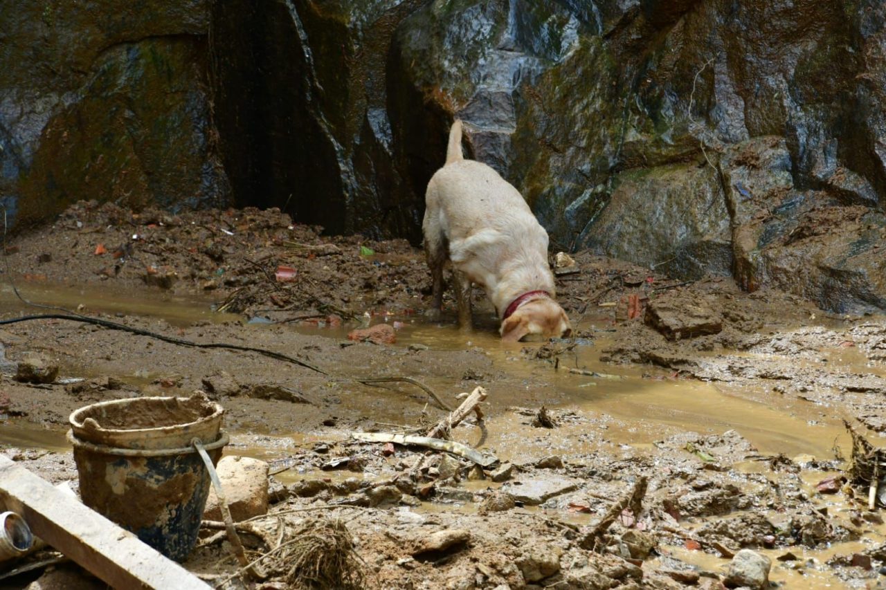 Cães catarinenses já localizaram sete vítimas soterradas em Petrópolis