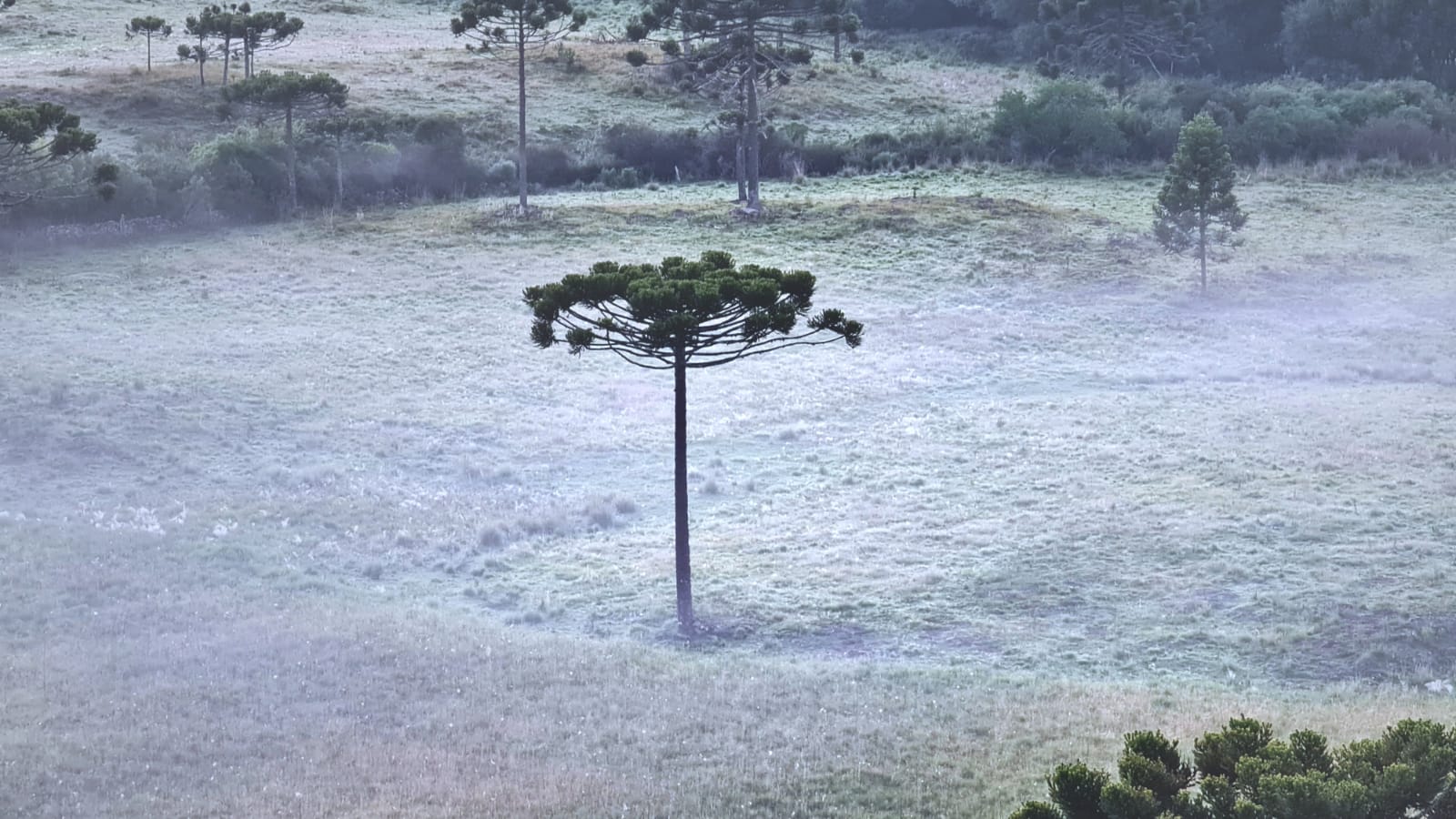 FOTOS-Serra-catarinense-registra-nova-geada-em-pleno-verao-3