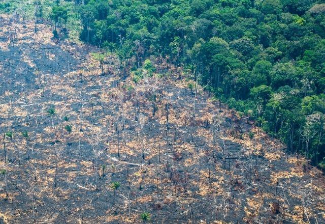 Declínio de resiliência da Amazônia está sendo notado há cerca de 20 anos | Divulgação/Greenpeace

