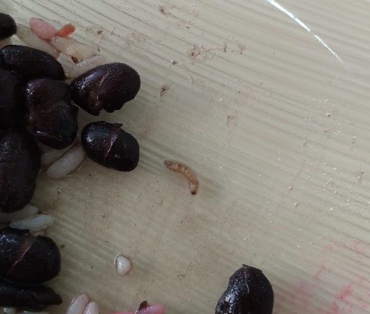 Larvas são encontradas em merenda de Escola Estadual em São José