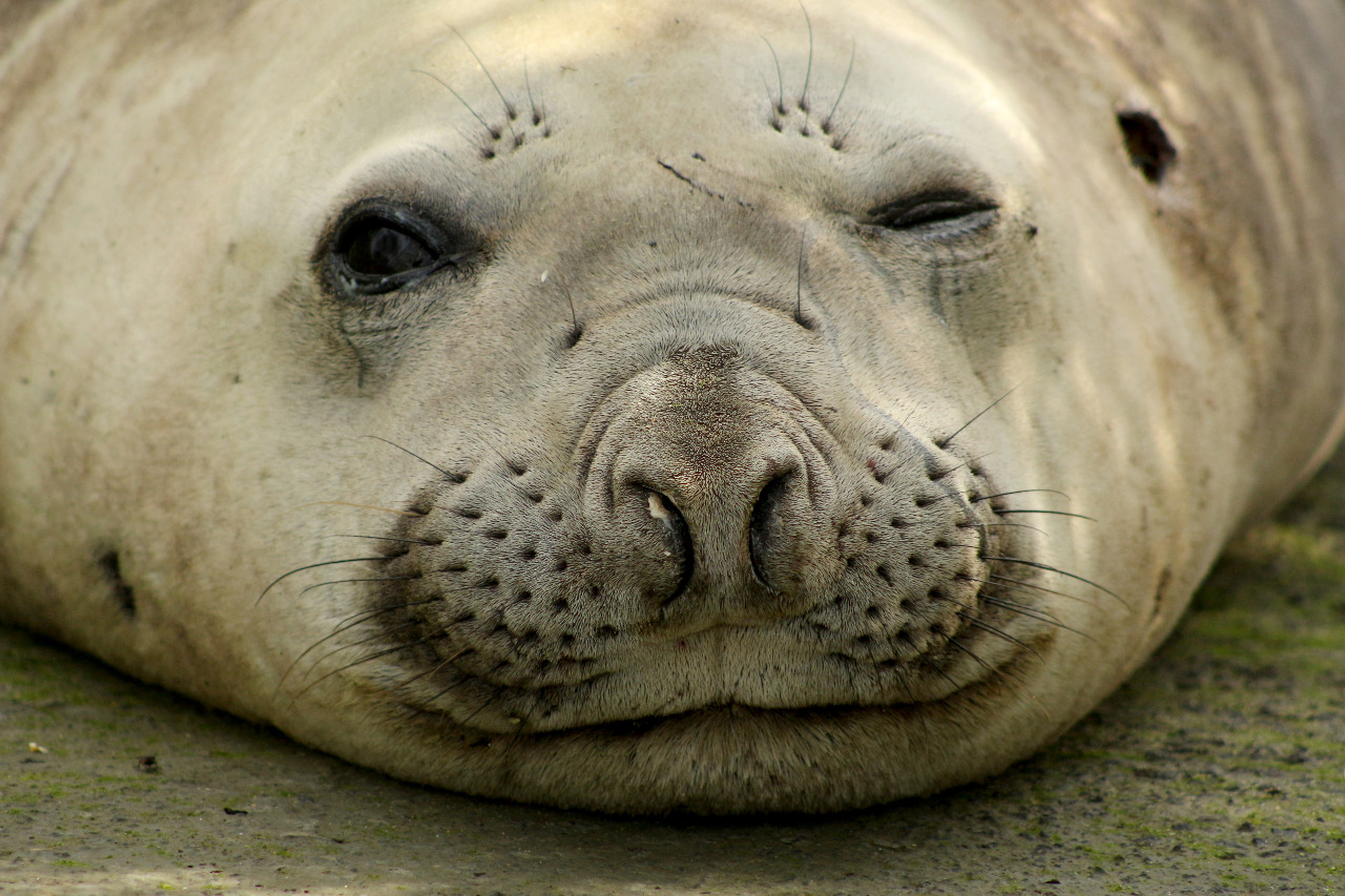 Foto: Instituto Australis e R3 Animal | Divulgação