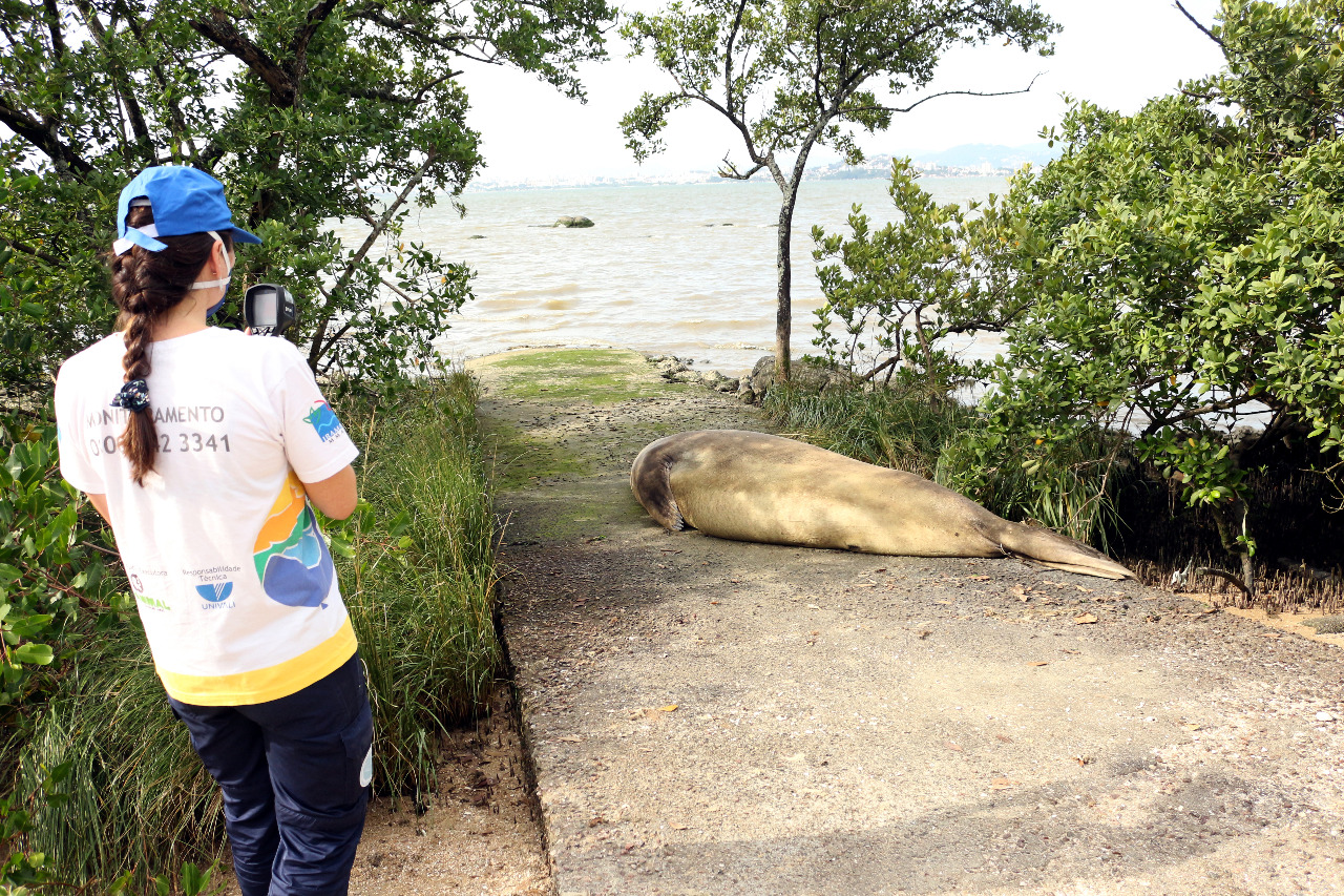 Elefante-marinho-do-Sul é encontrado descansando em praia de SC