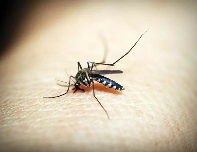 Mosquito del dengue. Foto: Pixabay (banco de imágenes)