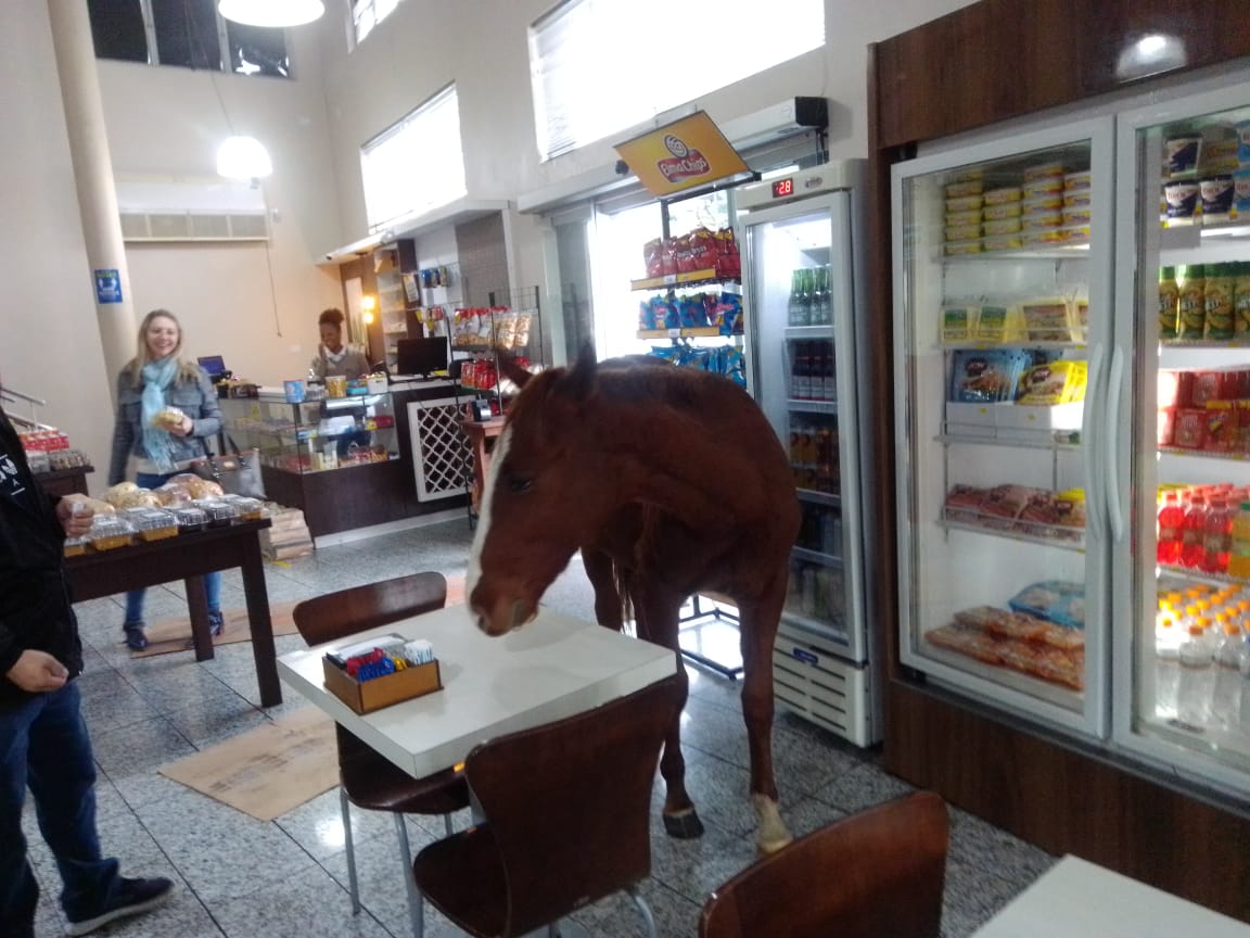 Cavalo ‘invade’ padaria, tenta ‘roubar’ banana e viraliza no Sul de Santa Catarina