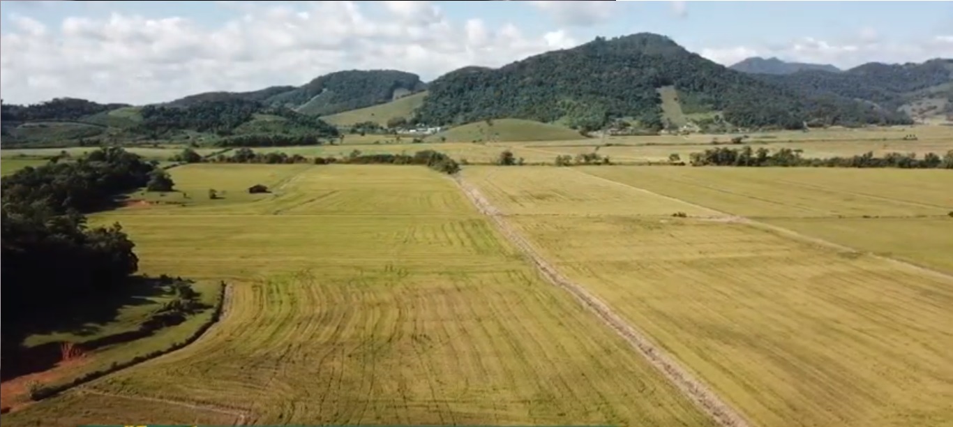 Colheita de arroz em SC deve ultrapassar 1 milhão de toneladas; veja a reportagem