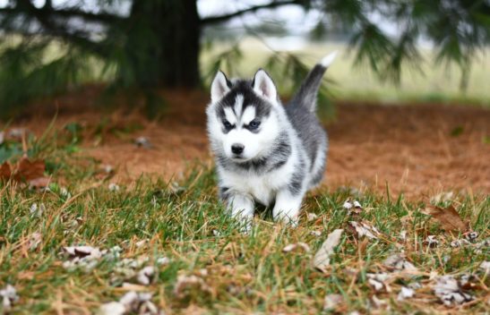 Justiça mantém condenação de homem que furtou cachorro para presentear namorada 2