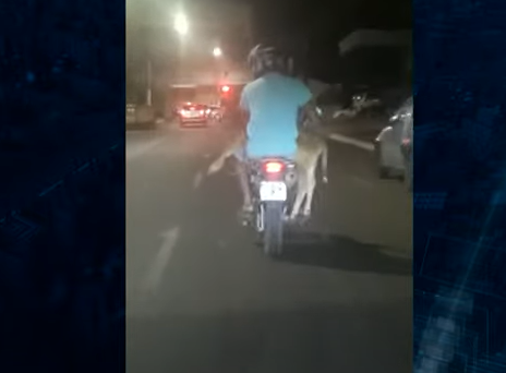 Motociclista é flagrado carregando bezerro em moto no MT