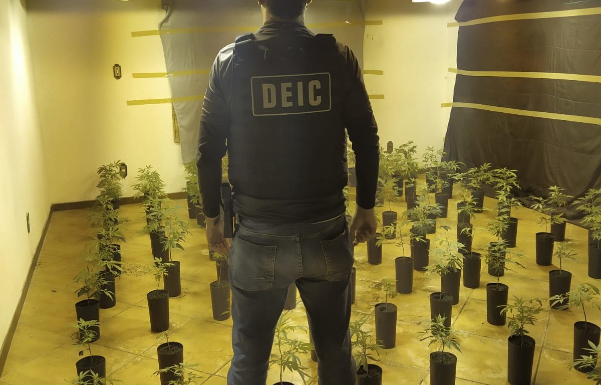 Polícia descobre horta interna de “supermaconha” em Florianópolis
