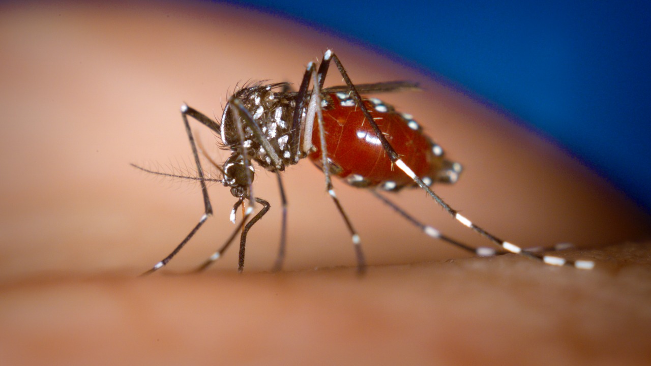 Vereador sugere fornecimento de repelente no combate à dengue