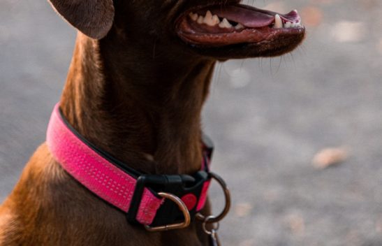 Homem é arrastado pelos cachorros enquanto passeia em Chapecó