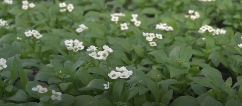 Projeto Harmoniza substitui lixo orgânico por mudas de flores, em Chapecó