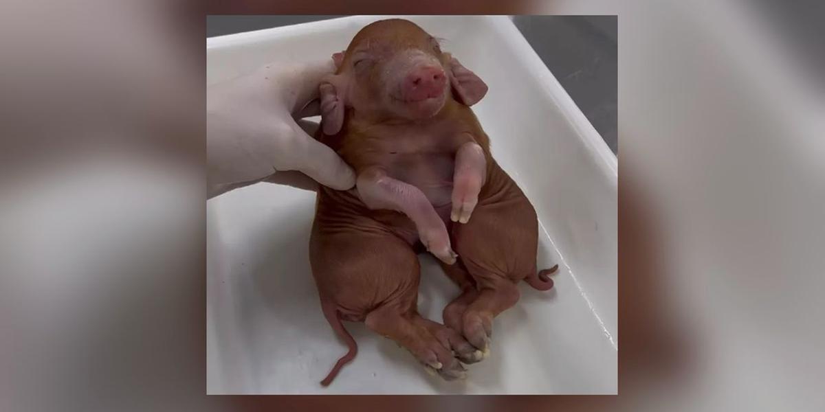 Porcos siameses nascem com dois corpos e oito patas em SC