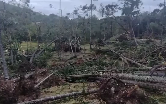 Galeria de imagens: vento e chuva derrubam árvores em Campo Alegre