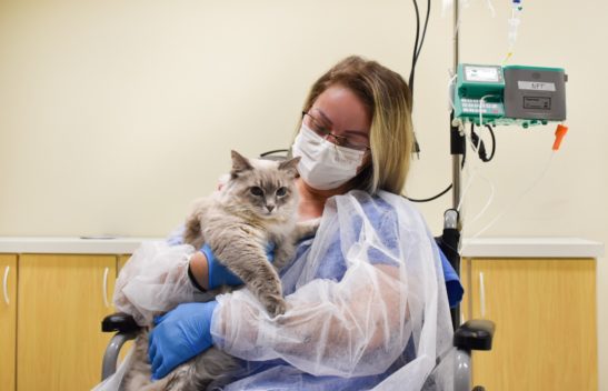 Paciente internada se emociona ao receber visita de gata de estimação