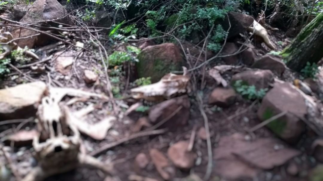 Foto: Polícia Militar Ambiental / Divulgação