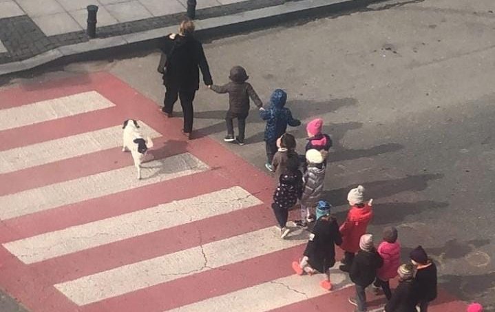 Cachorro “guarda de trânsito” chama atenção ao ajudar crianças atravessar a rua