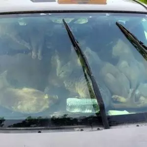 47 gatos que viviam dentro de carro são resgatados. Foto: Animal Humane Society 