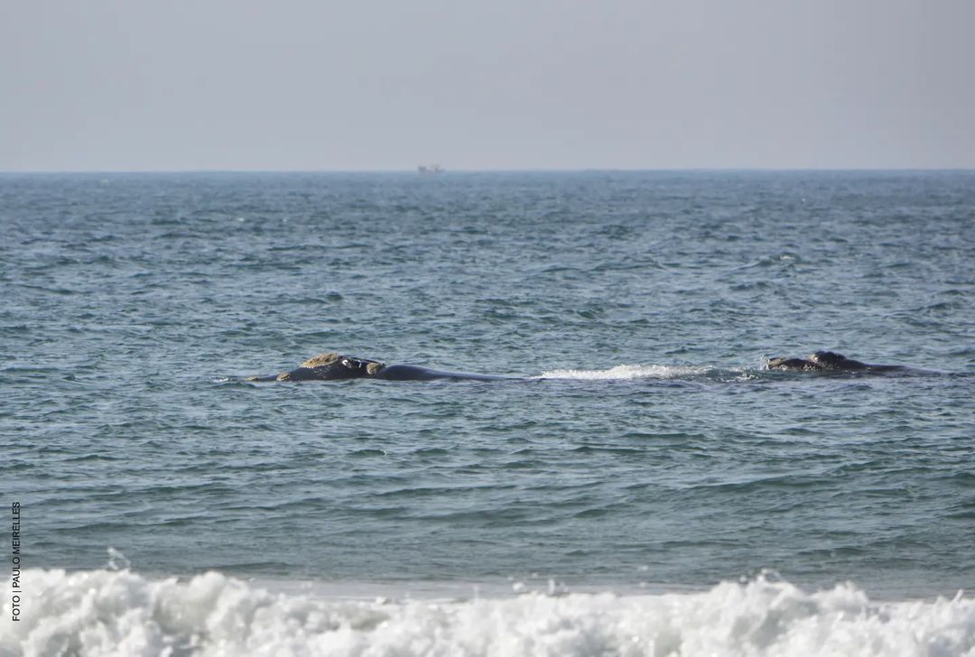 Mãe baleia-franca e filhote são flagrados entre praias de Florianópolis