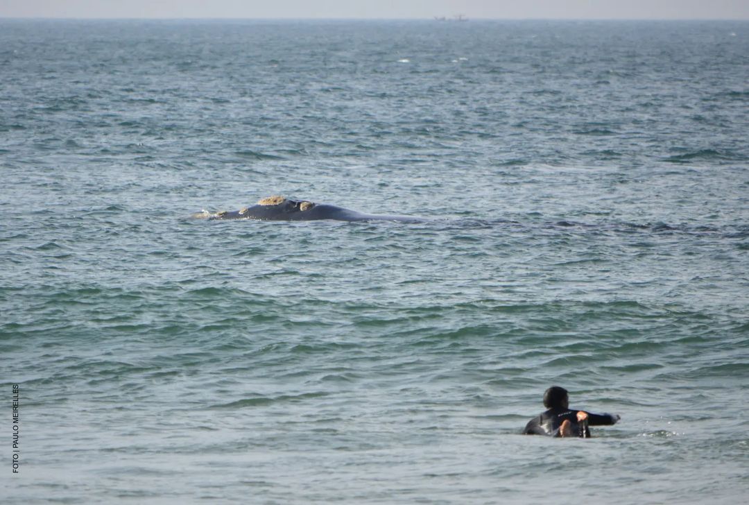 Mãe baleia-franca e filhote são flagrados entre praias de Florianópolis