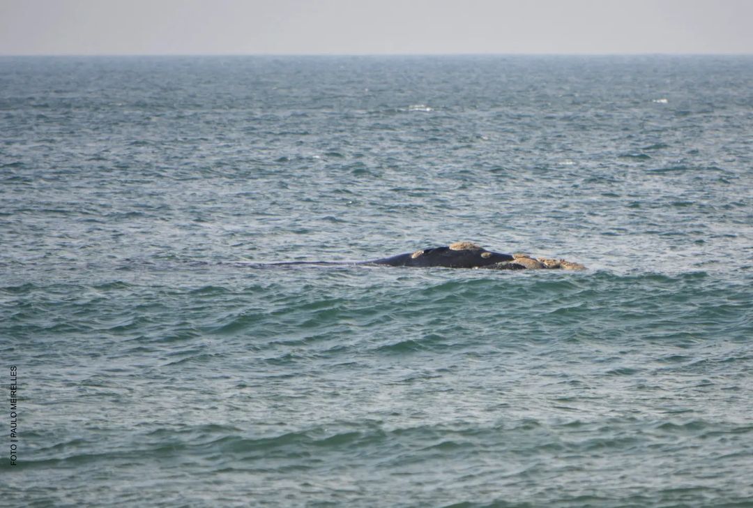 Mãe baleia-franca e filhote são flagrados entre praias de Florianópolis