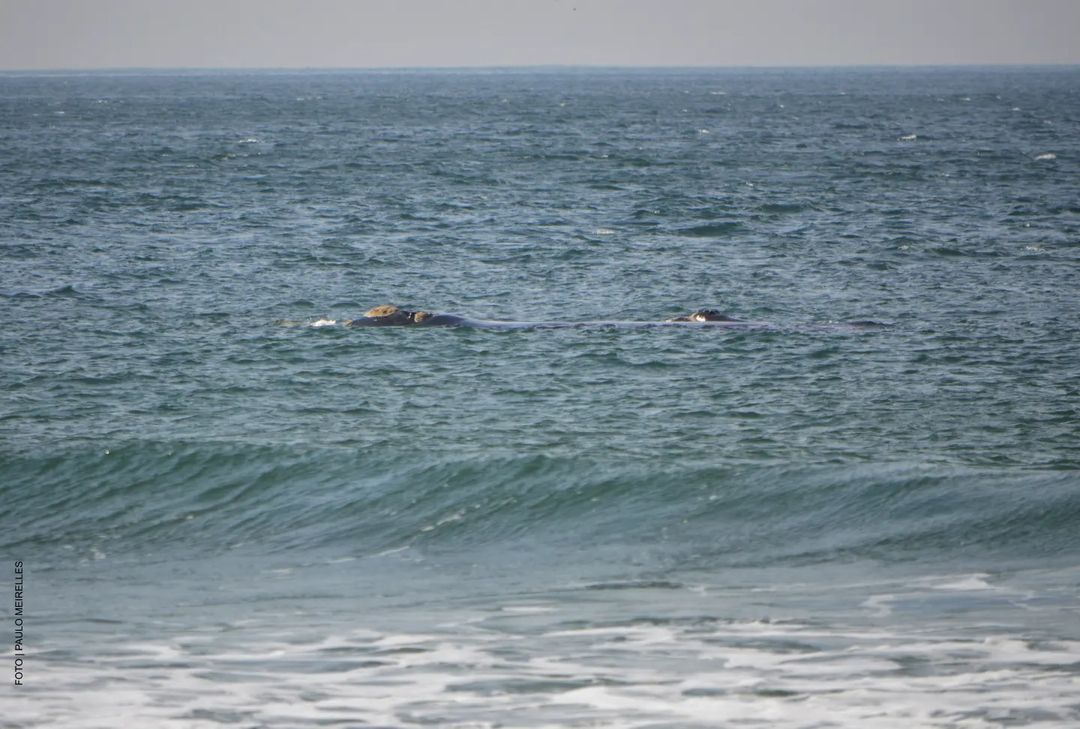 Mãe baleia-franca e filhote são flagrados entre praias de Florianópolis