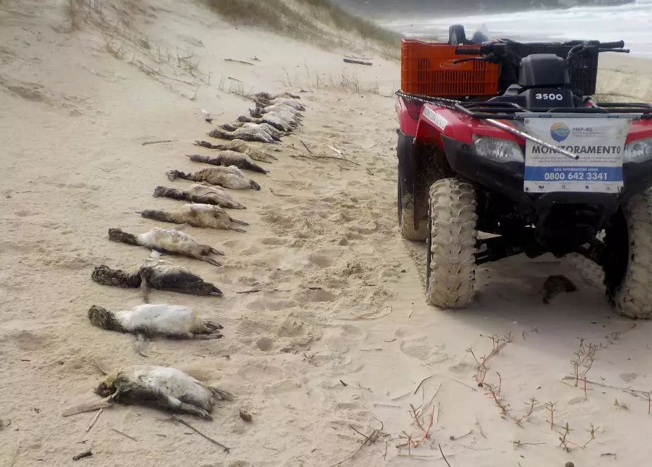 Pinguins que estão em recuperação | Foto: @associacaor3animal / Reprodução