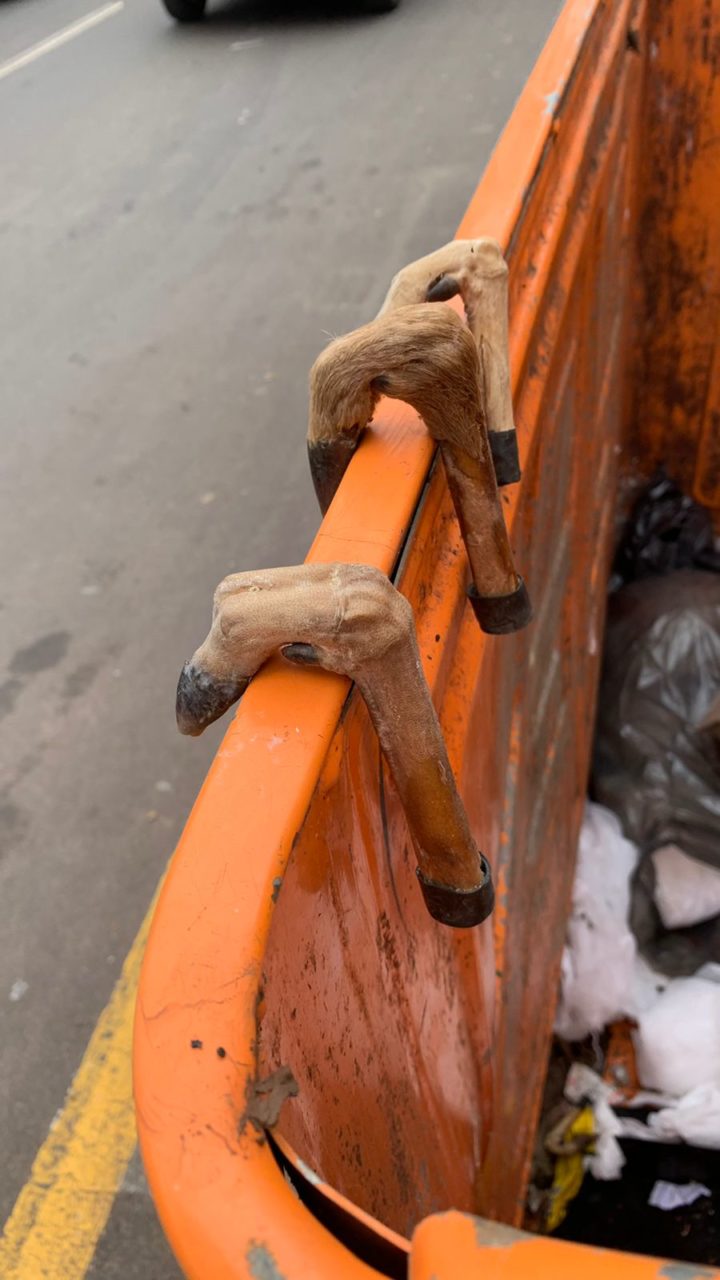 Patas de animais são encontradas em container de lixo em Chapecó