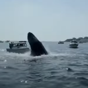 Baleia jubarte salta e cai em cima de barco nos EUA. Foto: Reprodução