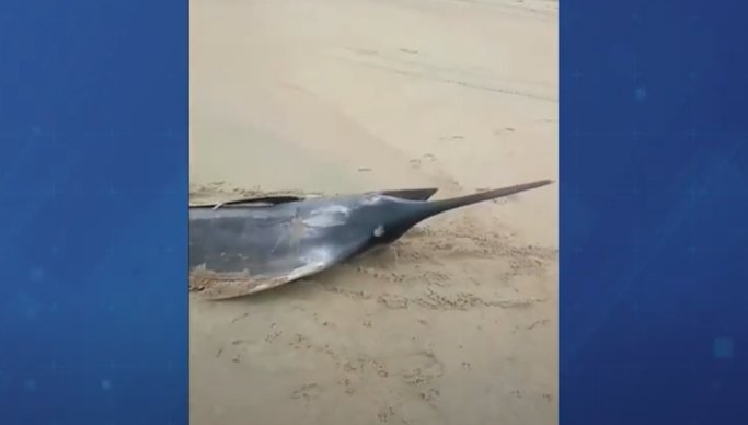 Peixe gigante é encontrado em São Francisco do Sul. Foto: Reprodução/SCC Meio-Dia 