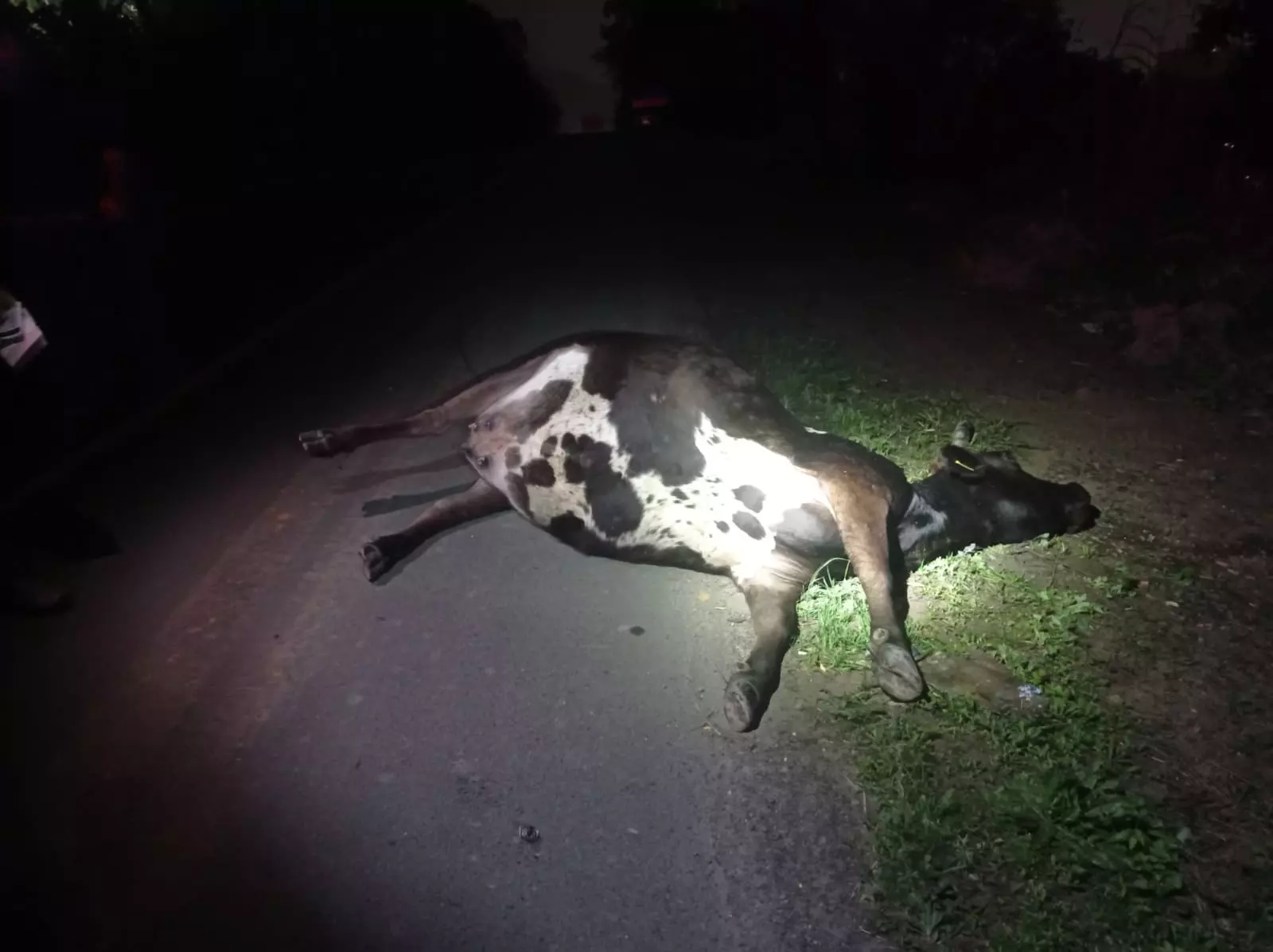 Foto: Polícia Rodoviária Federal / Divulgação