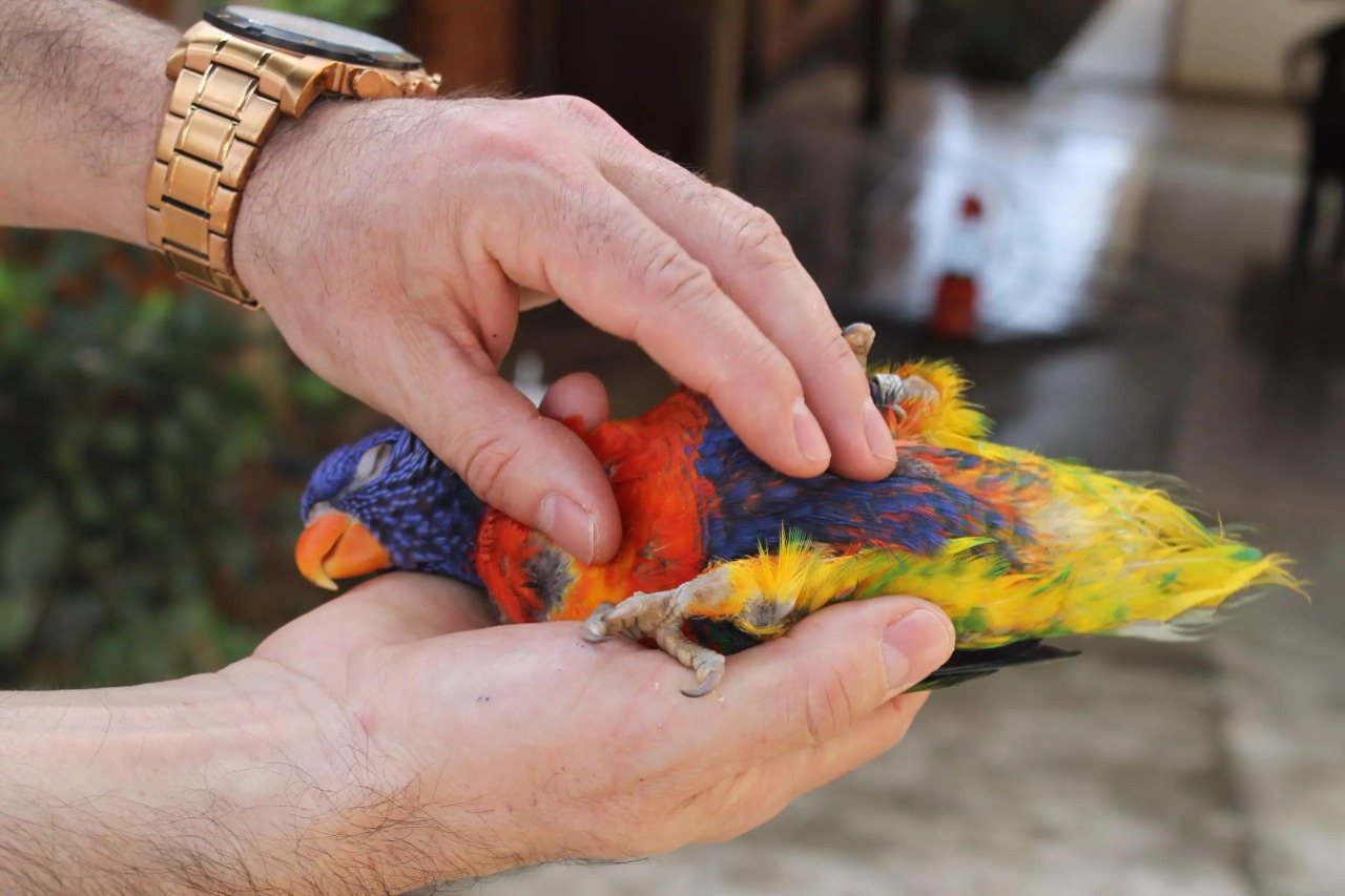 Foto: Sociedade Oeste Catarinense de Ornitologia / Divulgação 