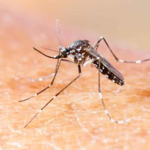 OMS alerta para risco de nova epidemia global de Chikungunya. - Foto: Divulgação