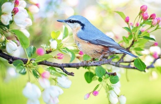 como será a primavera em Santa Catarina