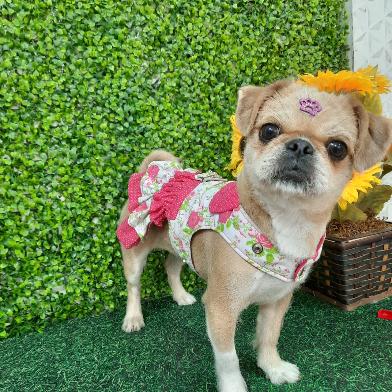 A simpática Nina já ganhou uma nova melhor amiga | Foto: divulgação/Look Dog Pet Shop