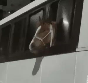 Cavalo é flagrado sendo o 'passageiro' de ônibus em Criciúma