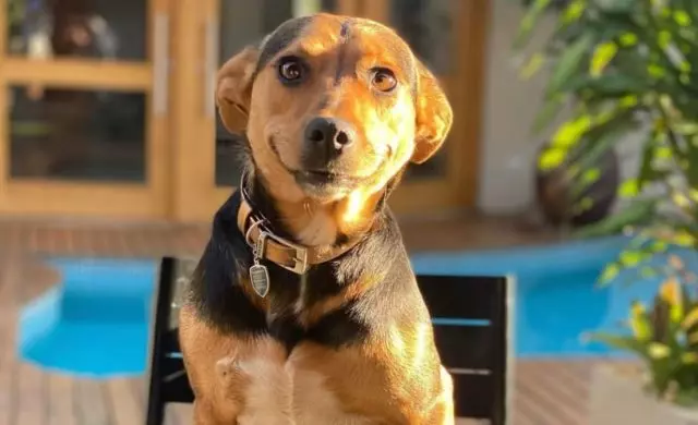 Superação: conheça Vitória, cachorrinha resgatada que está encantando a internet