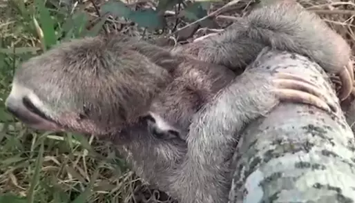 A mãe e o filhote passaram por exames veterinários e estão bem de saúde. Foto: Reprodução/Twitter