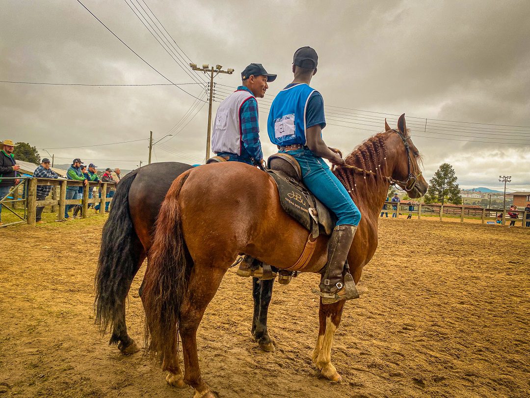 300 cavalos de corrida acabam no matadouro em 22 dias - Vegazeta