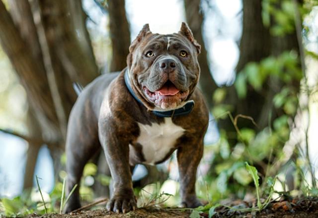 American Bully é uma raça de cães originária dos Estados Unidos | Foto/Pixabay

