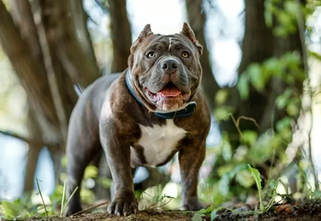 American Bully é uma raça de cães originária dos Estados Unidos | Foto/Pixabay

