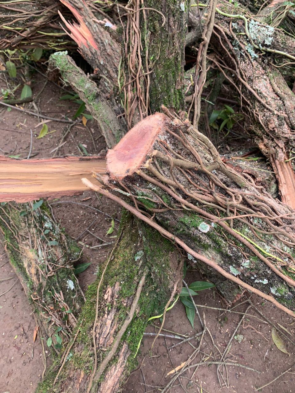 Árvores são retiradas do Parque Jonas Ramos em Lages