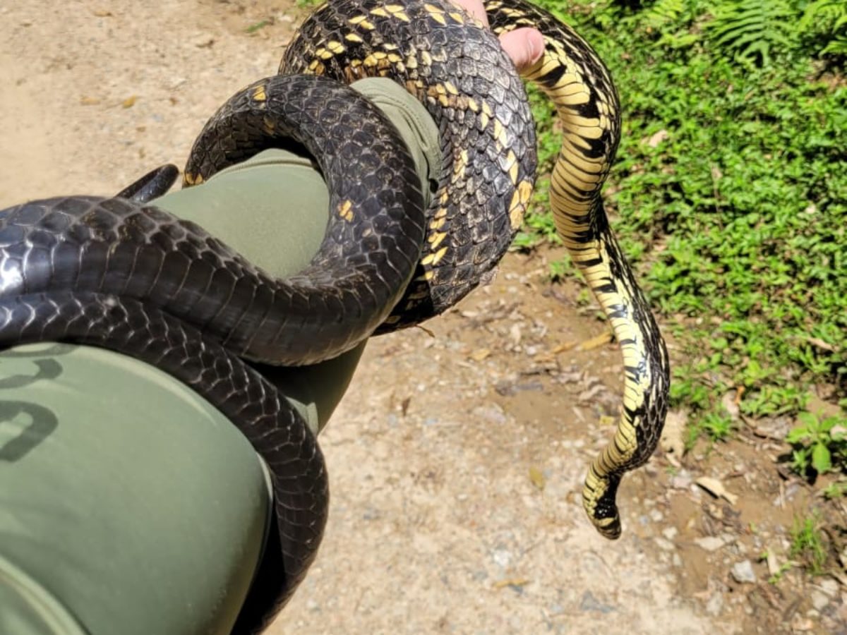 Vídeo mostra cobra caninana que sempre volta na mesma casa; 'a